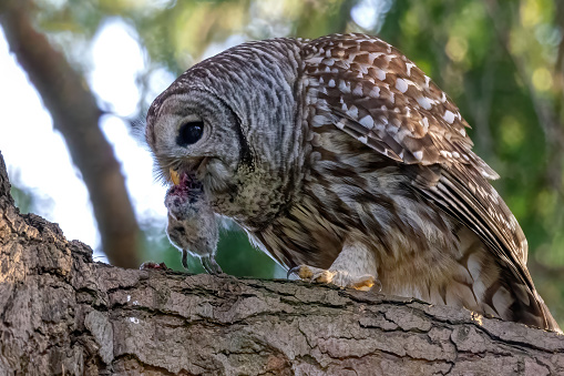 barred owl eating a mouse