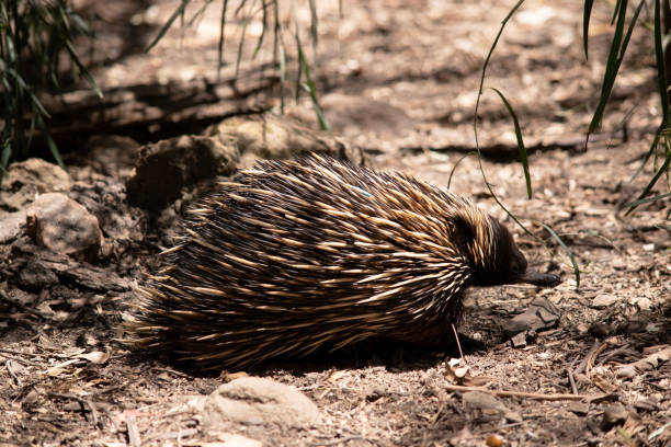 istock this is a side view of an echidna 1963379572