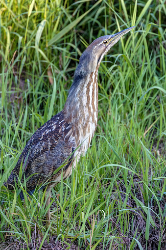 american bittern wide opening its mouth in ditch grass, Coquitlam, BC, Canada