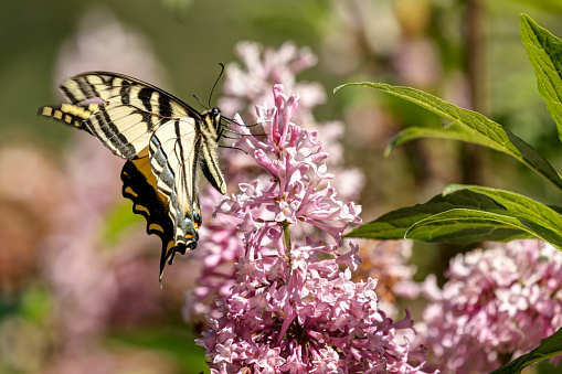 Western Tiger Swallowtail Butterfly in a garden
