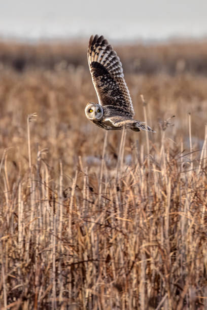 istock short-eared owl flying in winter 1963381123