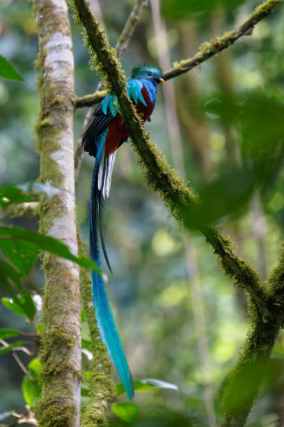 istock Resplendent Quetzal male 1963381128