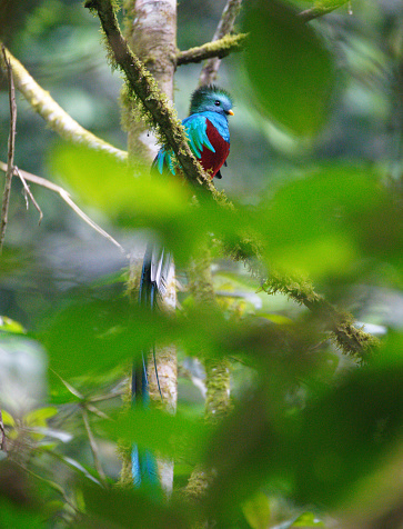 Quetzals survive in the cloud forest of Guatemala