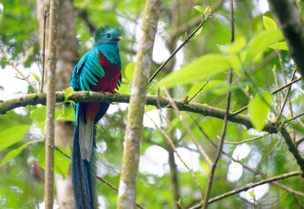Resplendent Quetzal male Quetzals survive in the cloud forest of Guatemala puerto quetzal guatemala stock pictures, royalty-free photos & images