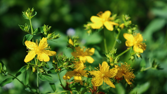 Hypericum perforatum medicinal yellow blossoms outdoors, brightly lit by the sun. Natural healing herbs themed image.
