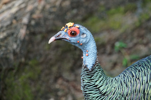 Turkeys show off their feathers in Tikal national park