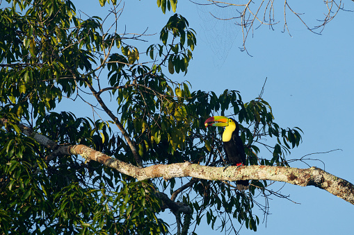 Toucans survive in the tropical forest of Guatemala