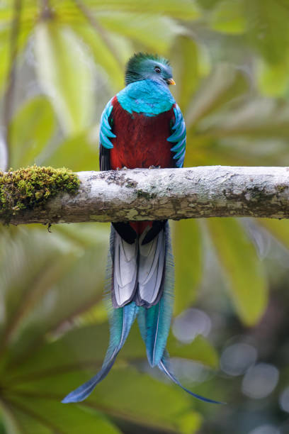 istock Resplendent Quetzal male 1963403166