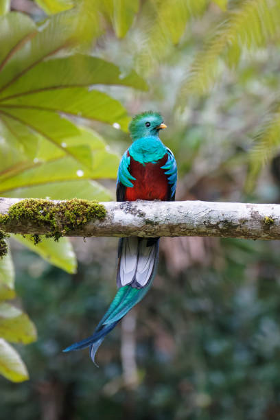 Resplendent Quetzal male Quetzals survive in the cloud forest of Guatemala puerto quetzal guatemala stock pictures, royalty-free photos & images