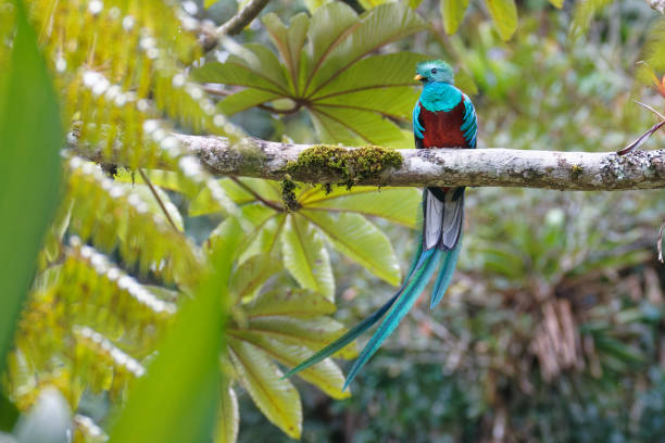 istock Resplendent Quetzal male 1963404723