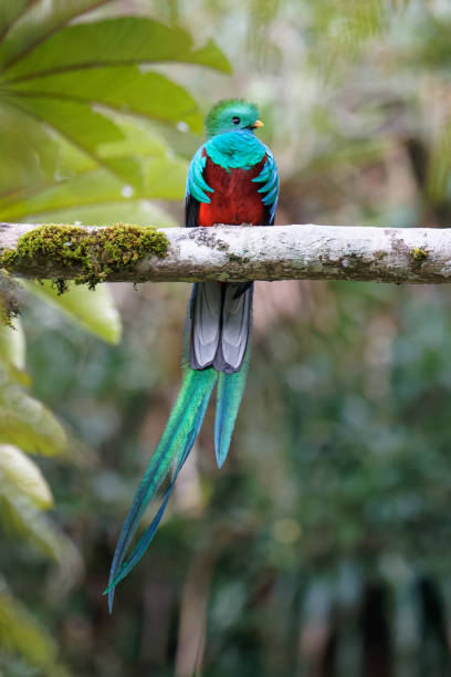 Resplendent Quetzal male Quetzals survive in the cloud forest of Guatemala puerto quetzal guatemala stock pictures, royalty-free photos & images