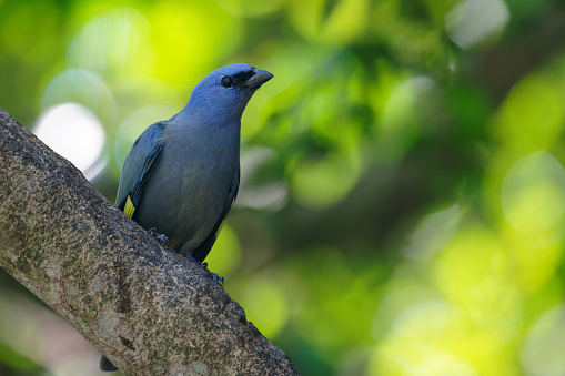 Tanagers survive in the forest of Guatemala