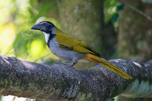 Birds survive in the forest of Guatemala