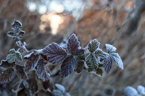Frozen Plant Covered With Snow,Frozen Nature,Winter Seasonal Background
