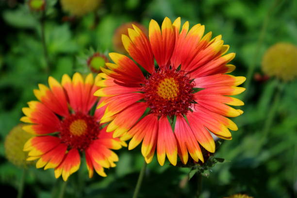 istock Gaillardia (Firewheel) flowers in bloom 1963427321