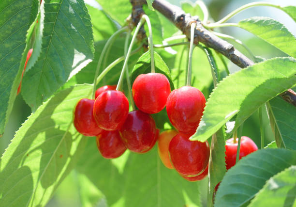istock Close up fresh red cherries on the tree branch 1963437223