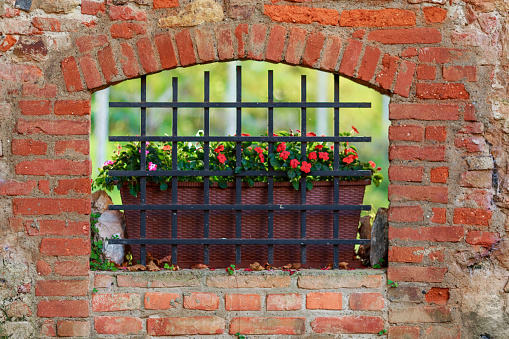 Red roses in a flower pot behind some bars built in the brick wall