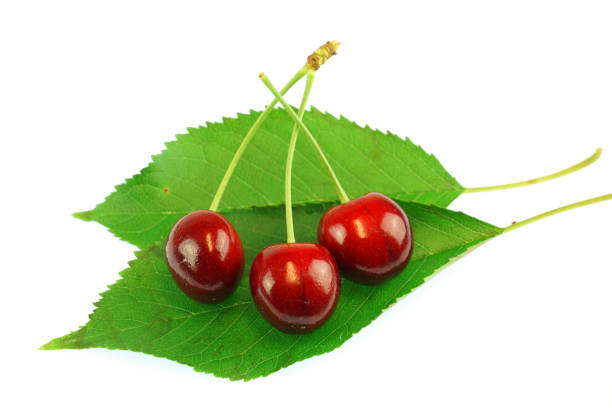 close up on red cherries with green leaves