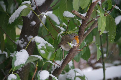 Robin bird hiding for the snow, searching for food