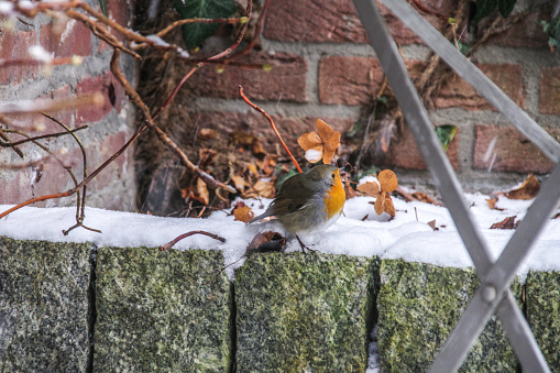 Robin bird hiding for the snow, searching for food