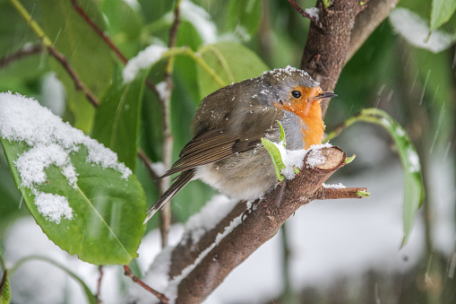 Closeup of a male chaffinch, Fringilla coelebs, foraging in snow, beautiful cold Winter setting