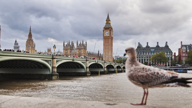 Big Ben steeple and clock face, Big Ben and the Houses of Parliament, Big Ben tower clock, Palace of Westminster, symbol of London, London with Big Ben and Westminster Bridge, westminster bridge, Seagull standing against the view of London