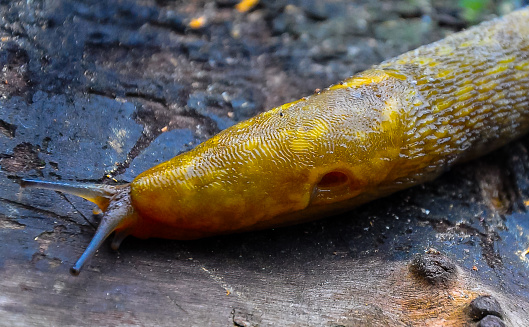 A yellow slippery Slug crawls along the ground. Agricultural pest
