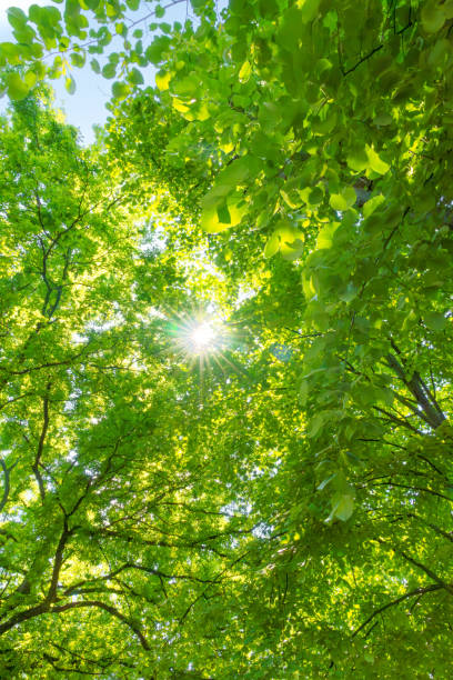 istock A great view up into the trees direction sky in may, Germany 1963489819