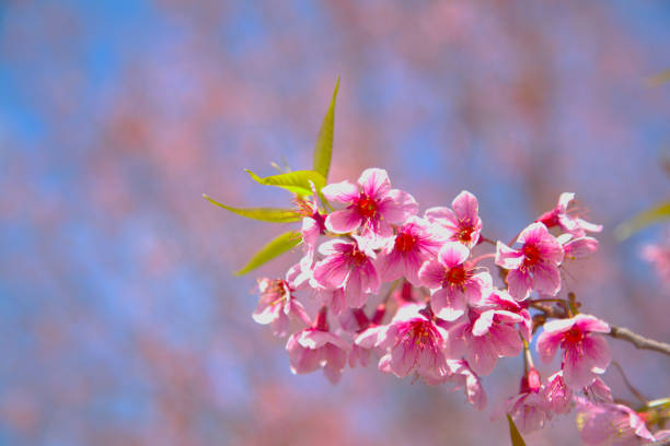 Flor de cerejeira rosa na primavera - foto de acervo
