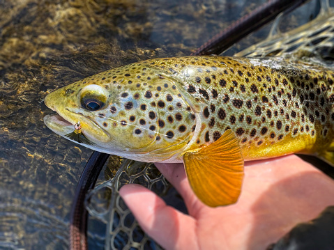 An angler holds a wild brown trout from a small tributary to the Potomac River in Maryland.  Caught while fly fishing