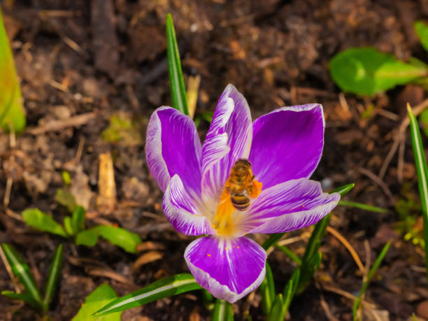 Mixed colorful flowers Nature background. Vibrant mixed backdrop. bright crocuses growing in garden. close-up. Vivid flowers in early spring. Home Gardening hobby concept