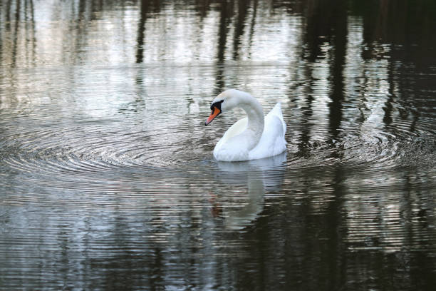 White swan floating on dark blue water. Mute Swan at sunset. Romance. Seasonal postcard. Happy Valentine's day. Close beautiful swan swimming in the Lake