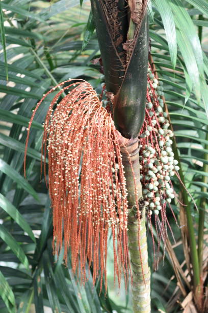 istock Orange tropical plant berries 1963506045
