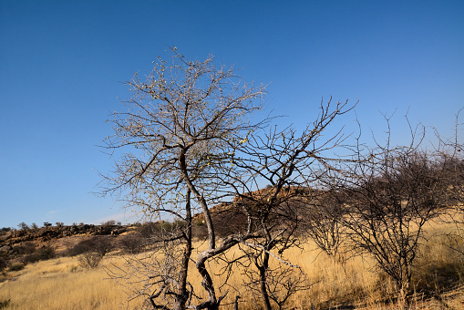 Dry trees grow in a desert area against a blue clear sky. Global warming and dry climate