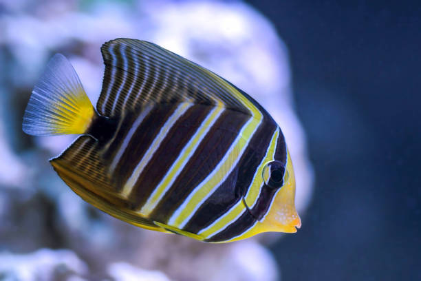 the juvenile sailfin tang - (zebrasoma velifer) - sailfin tang стоковые фото и изображения