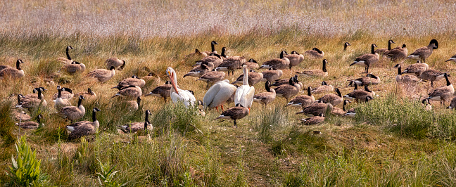 pelicans and geese gather together