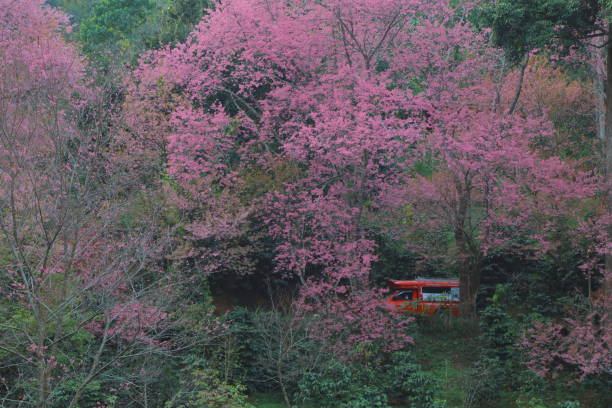 Chiang Mai,Thailand-26 Jan 2024 : Das öffentliche Auto fährt, um die rosa Kirschblüte auf dem Berg Doi Sutep zu sehen. – Foto