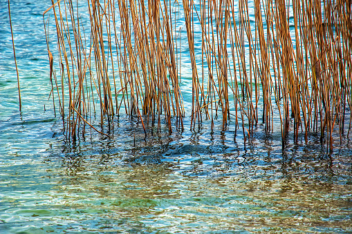 Yellowed reed plants on the banks of a Lake Traunsee. Sunny day. Winter.