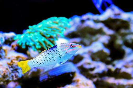 The checkerboard wrasse (Halichoeres hortulanus) is a fish belonging to the wrasse family.