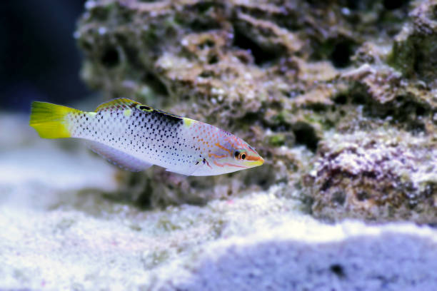The checkerboard wrasse (Halichoeres hortulanus) is a fish belonging to the wrasse family. The checkerboard wrasse (Halichoeres hortulanus) is a fish belonging to the wrasse family. halichoeres hortulanus stock pictures, royalty-free photos & images