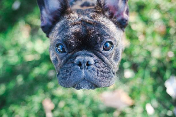 istock French bulldog outside 1963574039