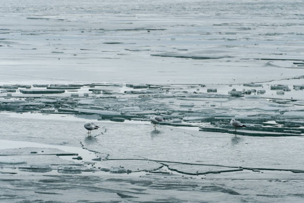 gulls standing on a frozen Ontario lake