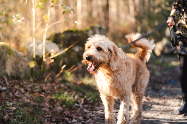 istock Woman walking her dog on the forest 1963582099