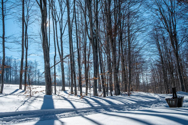 Beautiful clear day in winter, bare woods casting shadows on white snow covering land in the mountains
