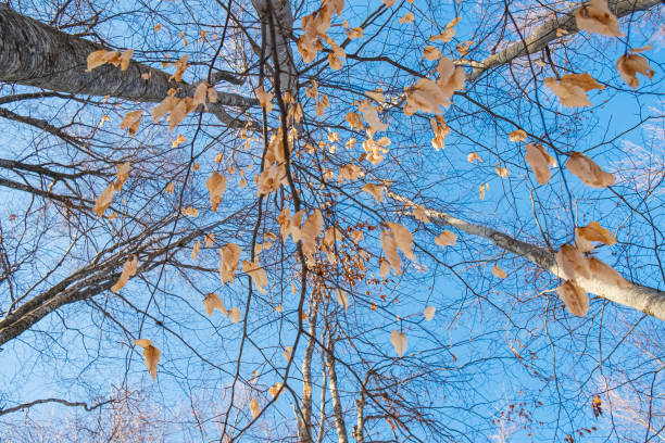Low angle view on branches with yellow dry leaves against clear sky, forest in winter