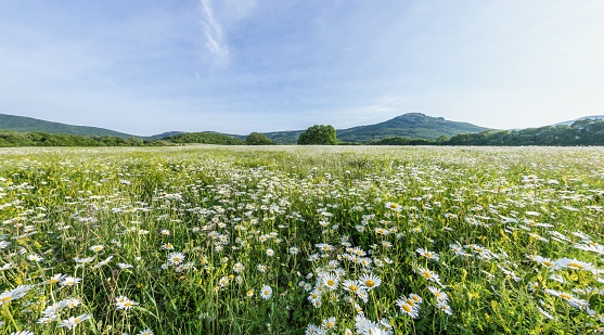 Flower of daisy is swaying in the wind. Chamomile flowers field with green grass. Close up.