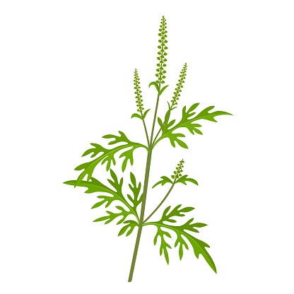 Vector illustration, Ambrosia artemisiifolia, with common names common ragweed, annual ragweed, and low ragweed, isolated on white background.