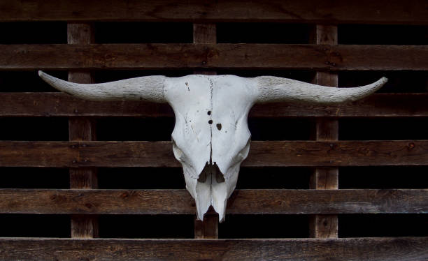 istock View of an animal skull 1963652940