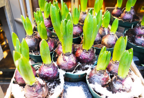 istock spring bulbous plants in white ceramic potsi 1963660617