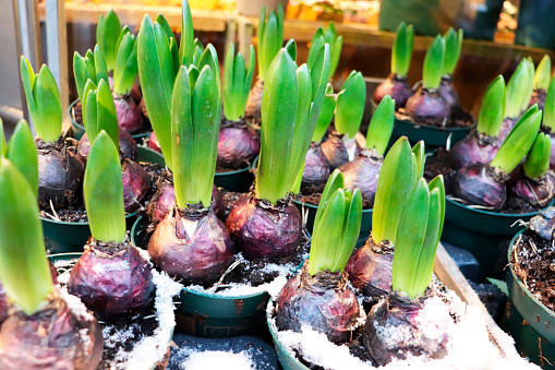 spring bulbous plants in white ceramic pots
i